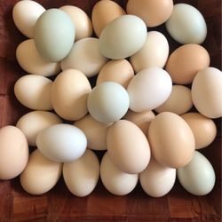 Organic Eggs