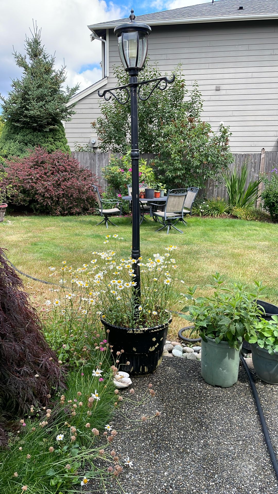 Daisy Flowers