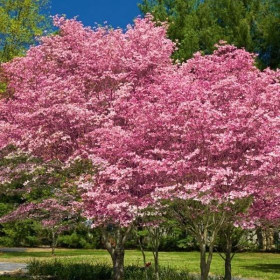 Pink flowering dogwood trees for Sale in Tumwater, WA OfferUp