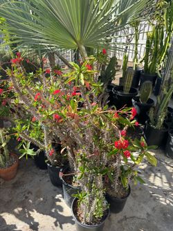 Crown of thorns