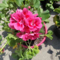 Geranio Pink 15