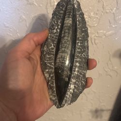 Fossil Orthoceras Polished