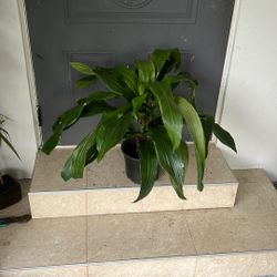 Dracaena Michiko