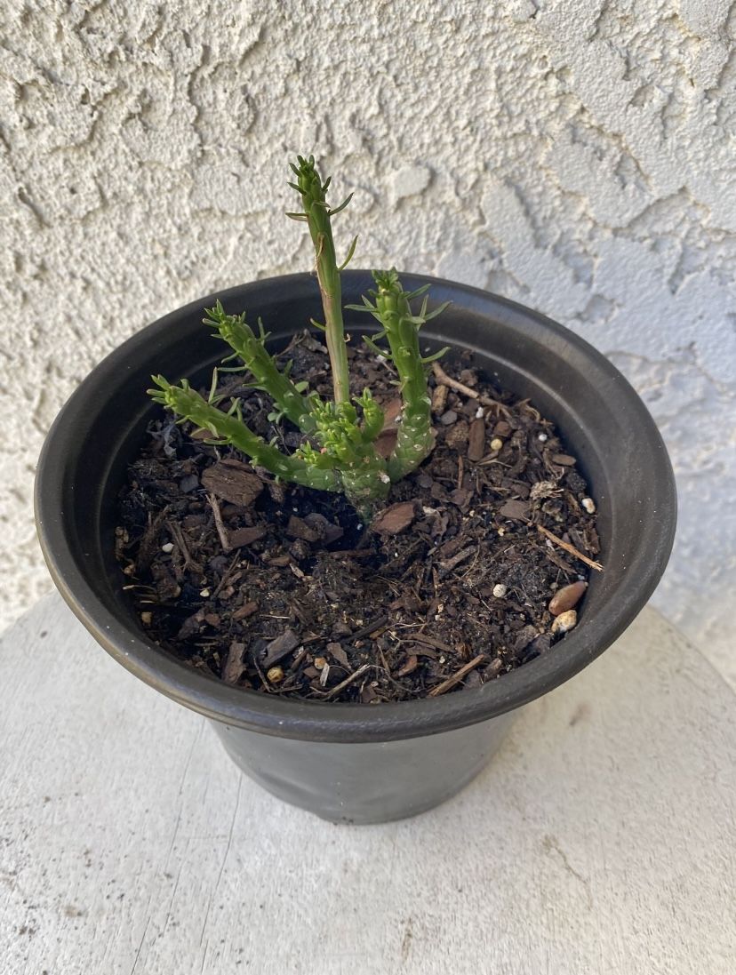 6 Inch Pot Rare Succulent Plant - Medusa Head - Euphorbia Flanaganii - Drought Resistant - Ground Covering Succulent - Yellow Flowers 🪴