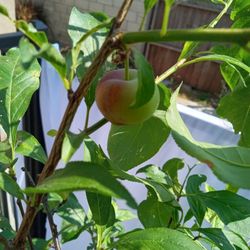 Plum Tree Santa Rose