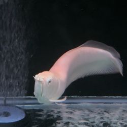 Fish tank decoration 