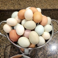 Organic   FRESH   EGGS  🥚 🪺 😋  EGGS