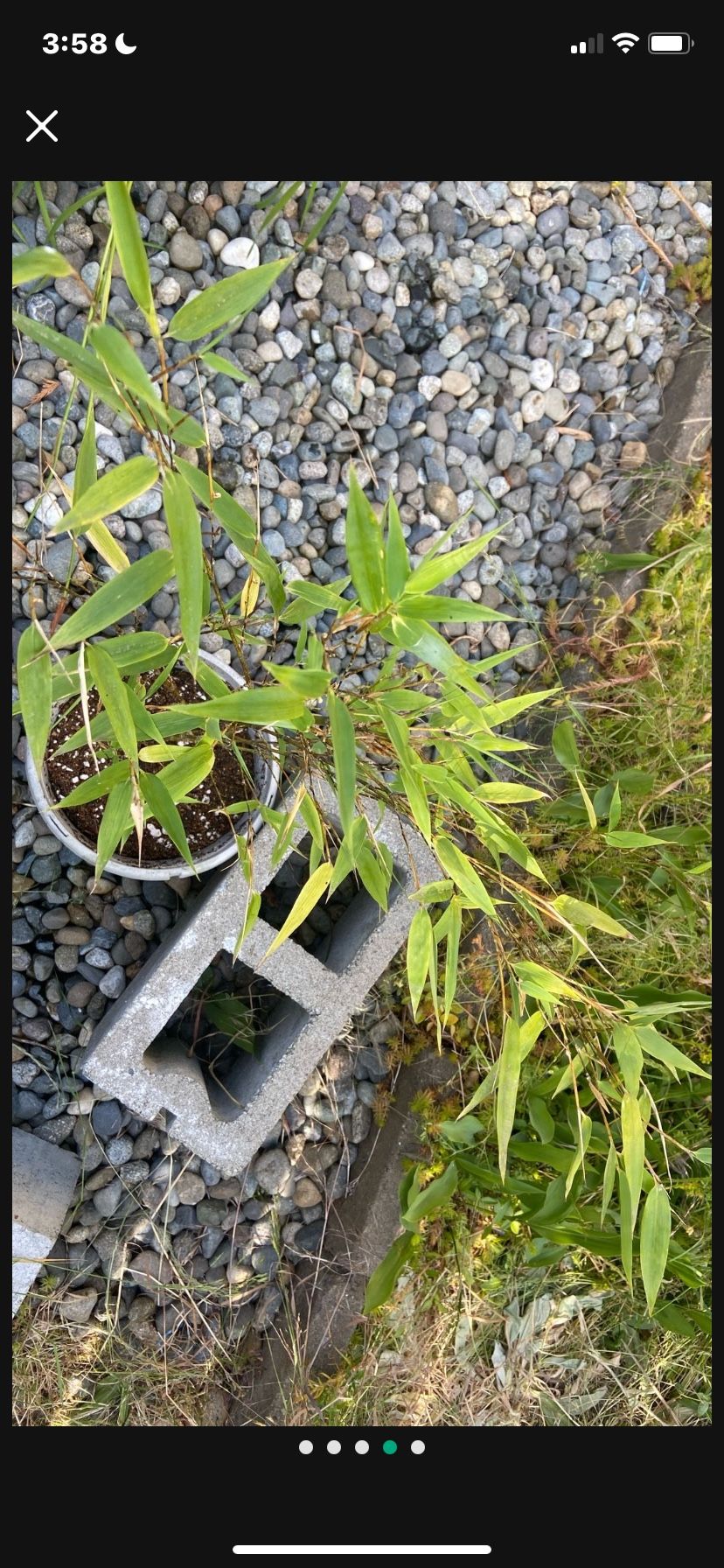 Black Bamboo Plant
