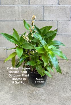 Callisia Fragrans-Basket Plants