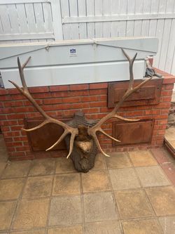 BPOE Cervus alces horns