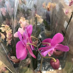 18" Orchid Live Plant All Colors