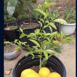 Lemon Tree Organic Limón 