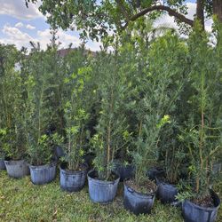 Podocarpus  Starting  Only $10 About  4 Feet Tall Full Green  Fertilized  Ready For Planting Instant Privacy Hedge  Same Day Transportation 