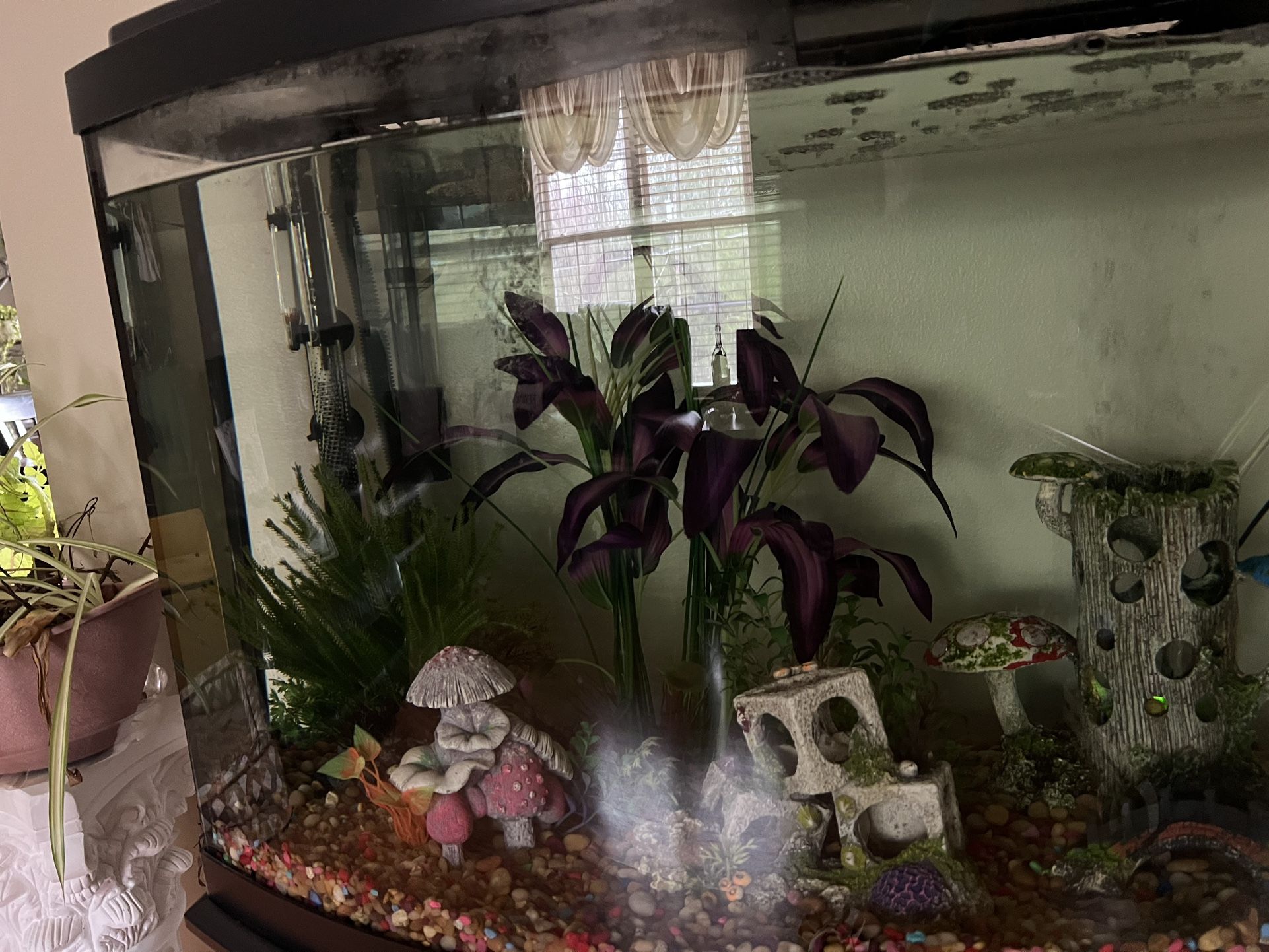 36 Gallon Fish Tank