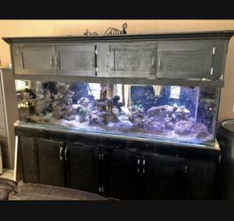 Fish Tank