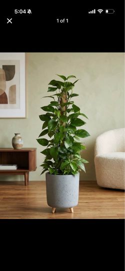 Pothos Plant in Gray Speckled Pot, pot is not included