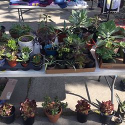 Succulent Sale 