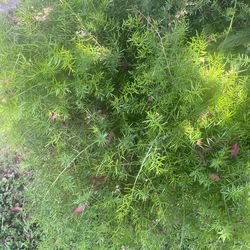 Plantas de sombra y prodigiosa