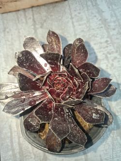 Black Rose Succulent plant
