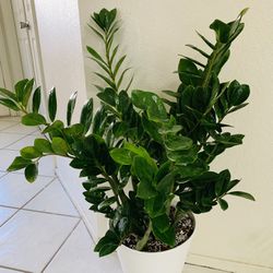 ♥️GORGEOUS Super Healthy Huge Zz Plant In 11” White Pot 