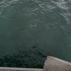 Two Mini Gaffs I Don’t Have A Photo 