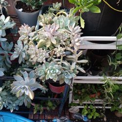 Plant