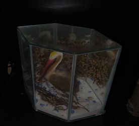 Pelican beach theme decor