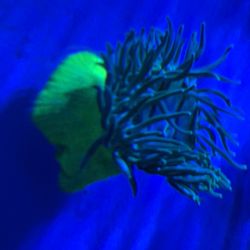 Giant Green Long Tentacle Anemone