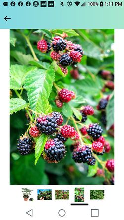 2 X Berry Collection Seedling Plants 1ft Ready To Plant Thumbnail