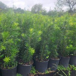 Spectacular Podocarpus Plants For Privacy!!! 2.5 Feet Tall!!! Fertilized 