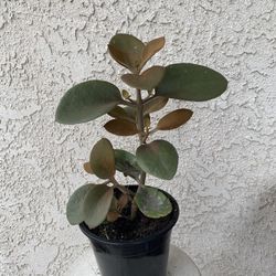 1.5 Gallon Pot Succulent Plant - Kalanchoe Orgyalis - Copper Spoons - Rooted & Established Plant- Drought Resistant 🪴 