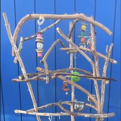 African Grey / Amazon Parrot Perch Tree - Custom Made Of Durable Artsy n Funky Ribbon Wood ! 🪵👍🏼