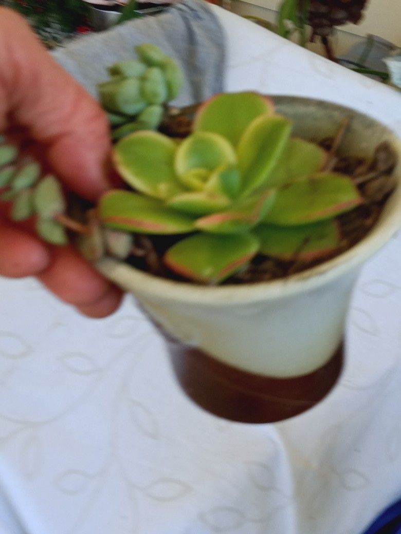 Succulents For Sale Cute Small white And Brown Pot