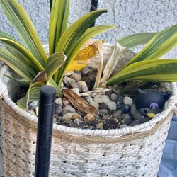 Snake Plant With Pot 