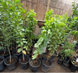 Pink Guava Trees 3 1/2 The Tall In 5 Gallón $40 Each Price Firm