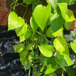 Neon House Plant Cutting