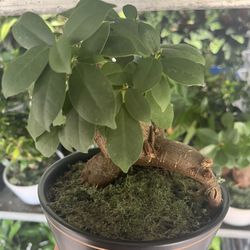 Bonsai In 6” Ceramic Pot. SPECIAL PRICE 🤩