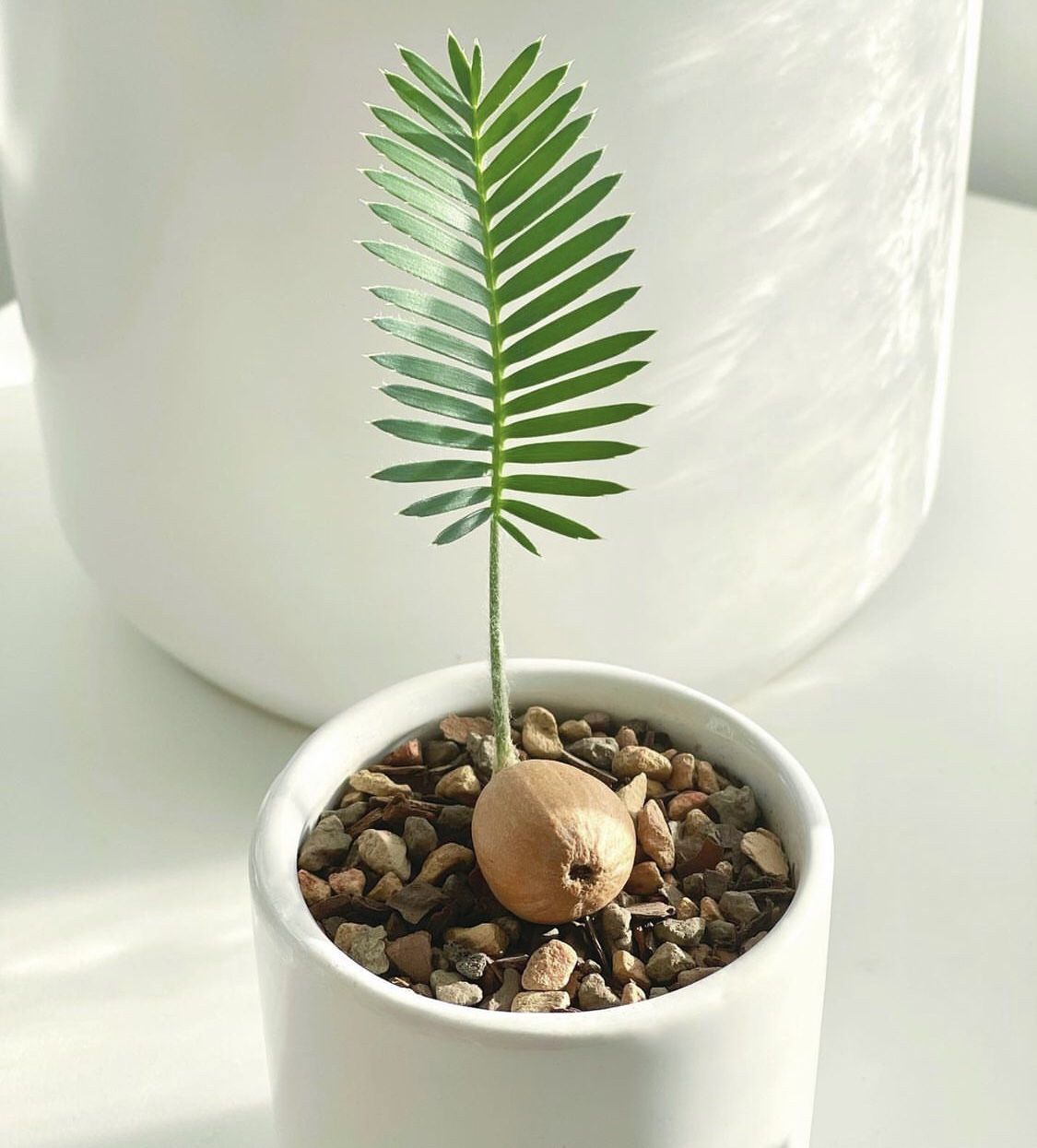 dioon edule seeds
