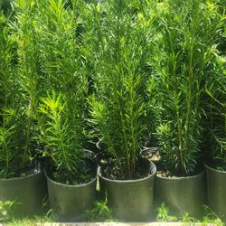 Beautiful Podocarpus Plants For Privacy!!! 