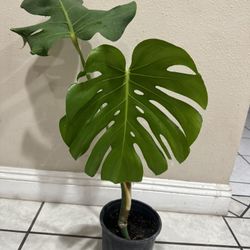 Monstera