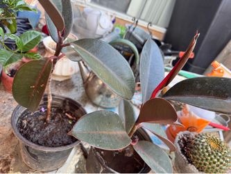 • This is a Ficus elastica 'Burgundy'