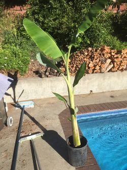 $20 banana plant variety is manzana/apple good fruit