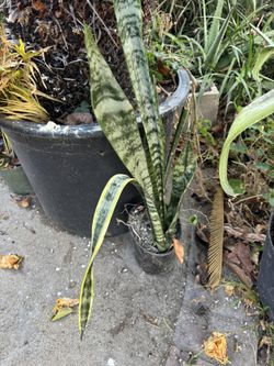 Snake Plants And Milk Cactus