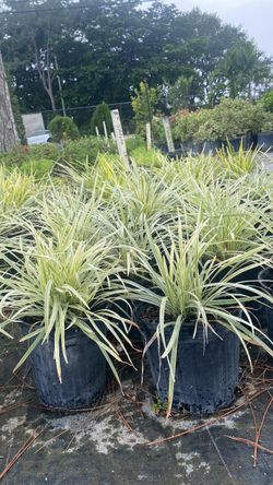White Liriope - 1 Gallon