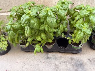 Live Plants in Small Pot