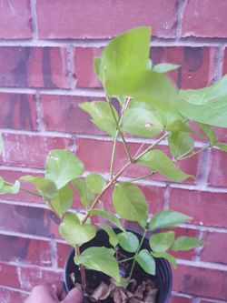 Arabian Jasmine mesmerizing fragrance flower plant