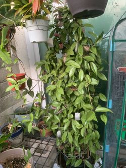 Hoya -XL live plant