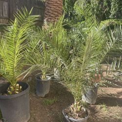 5 Palmas A $35 Cada Una 