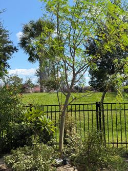 Moringa Tree