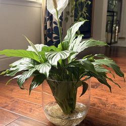 Healthy hydroponic Peace Lily